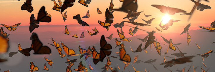 butterflies