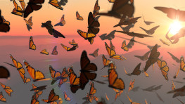 butterflies